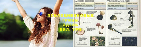 ГАЛЛЮЦИНОГЕННЫЕ ГРИБЫ Аркадак